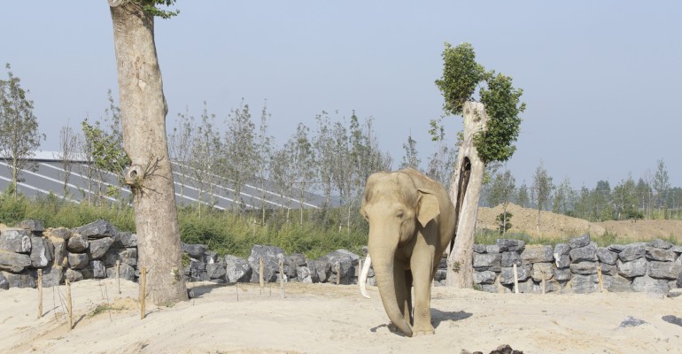 Olifant Pairi Daiza verblijf